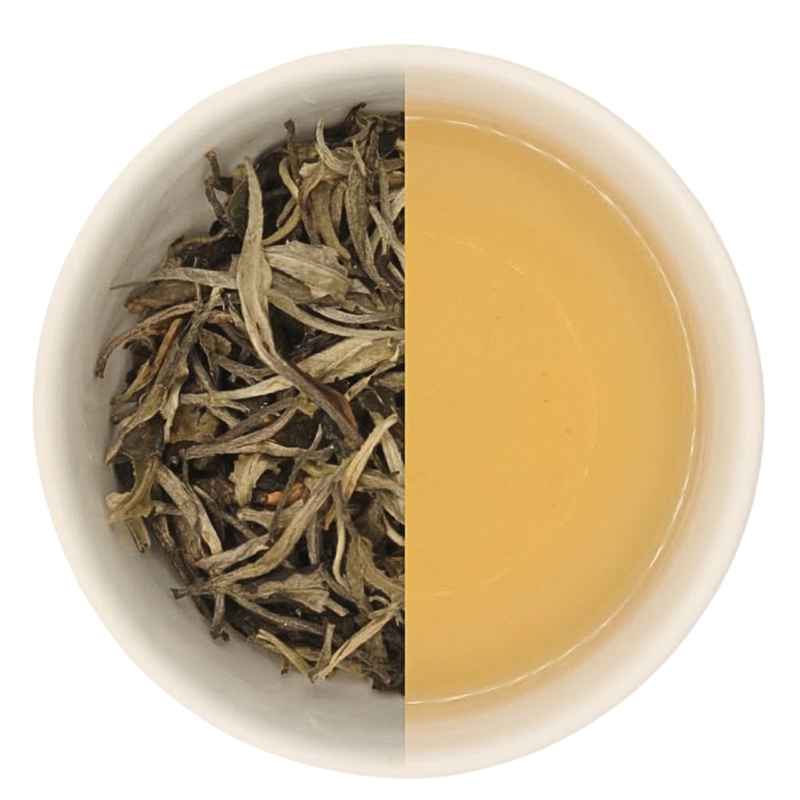 738 dhara white photoroom.png